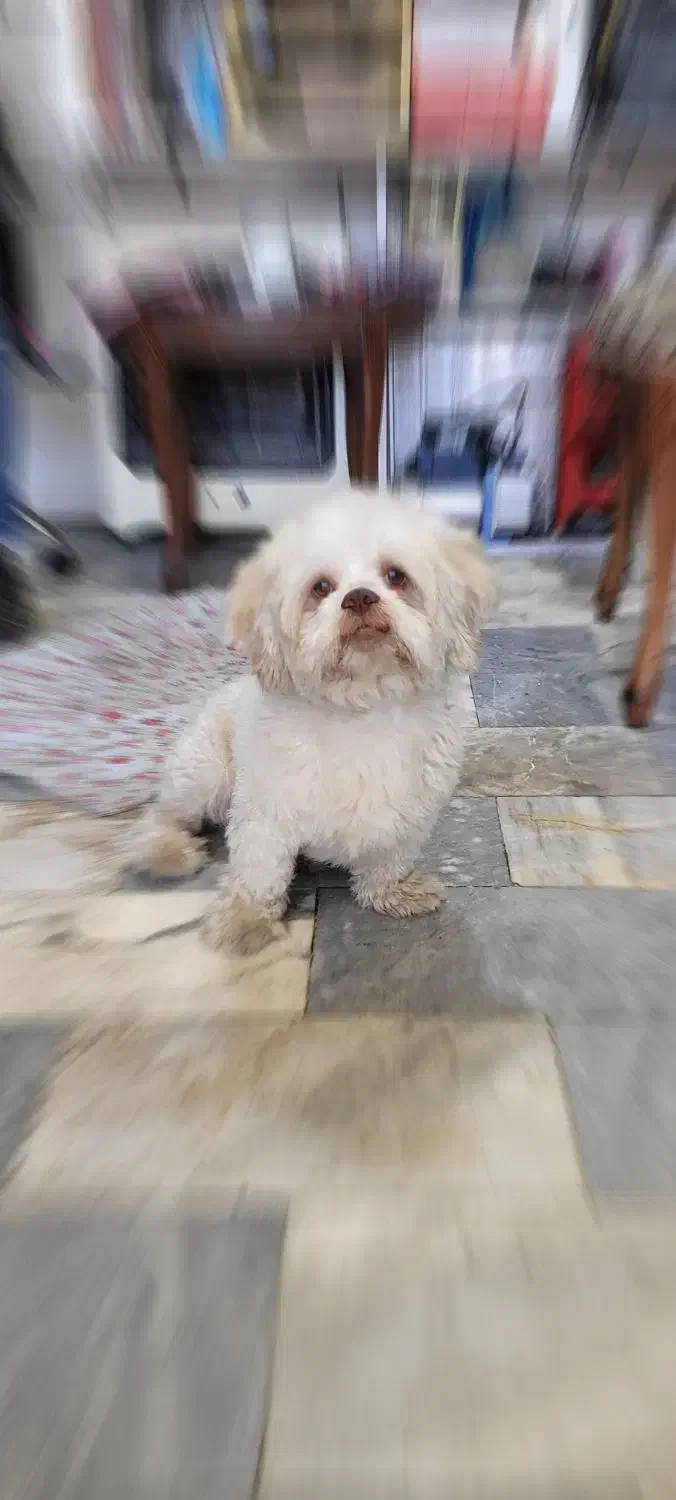 سگ گمشده خیابان فلسطین شرقی|حیوانات|قزوین, |دیوار