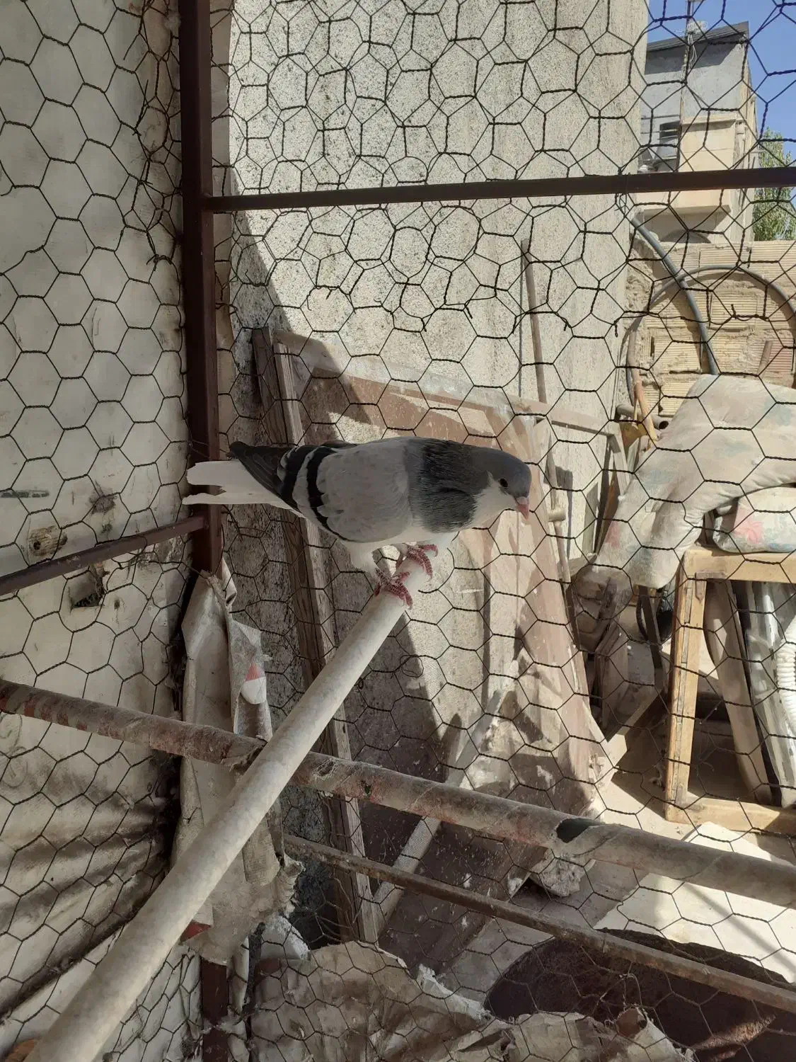 کبوتر|پرنده|قزوین, |دیوار