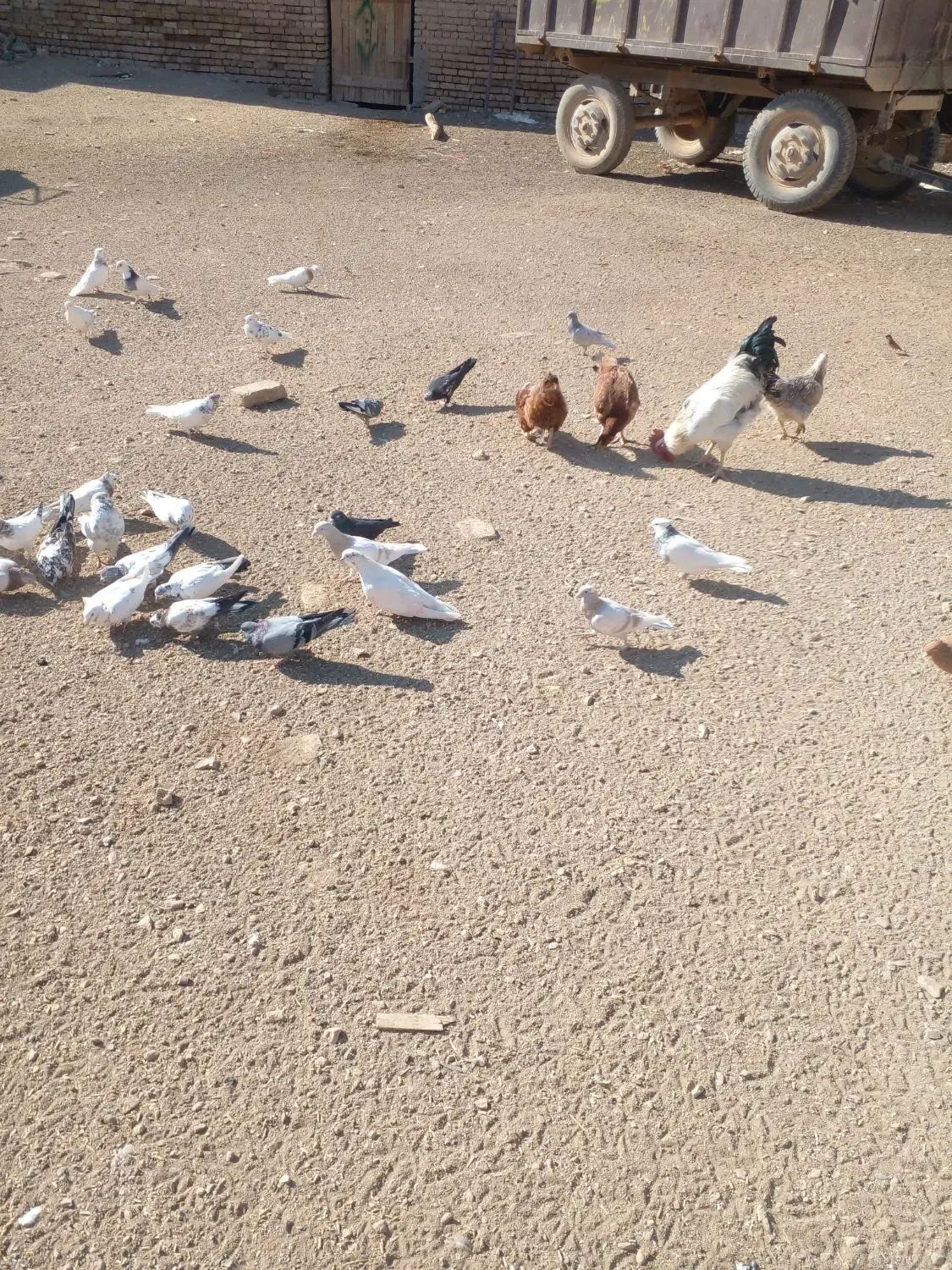 ۵۰ یا۶۰تا‌کفتر‌درجه‌یک‌پرشی‌وبازی‌دار|پرنده|شراء, |دیوار