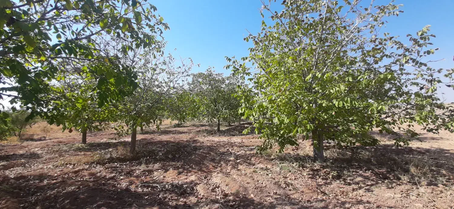 مزرعه|فروش دفتر صنعتی، کشاورزی، تجاری|باغ صفا, |دیوار