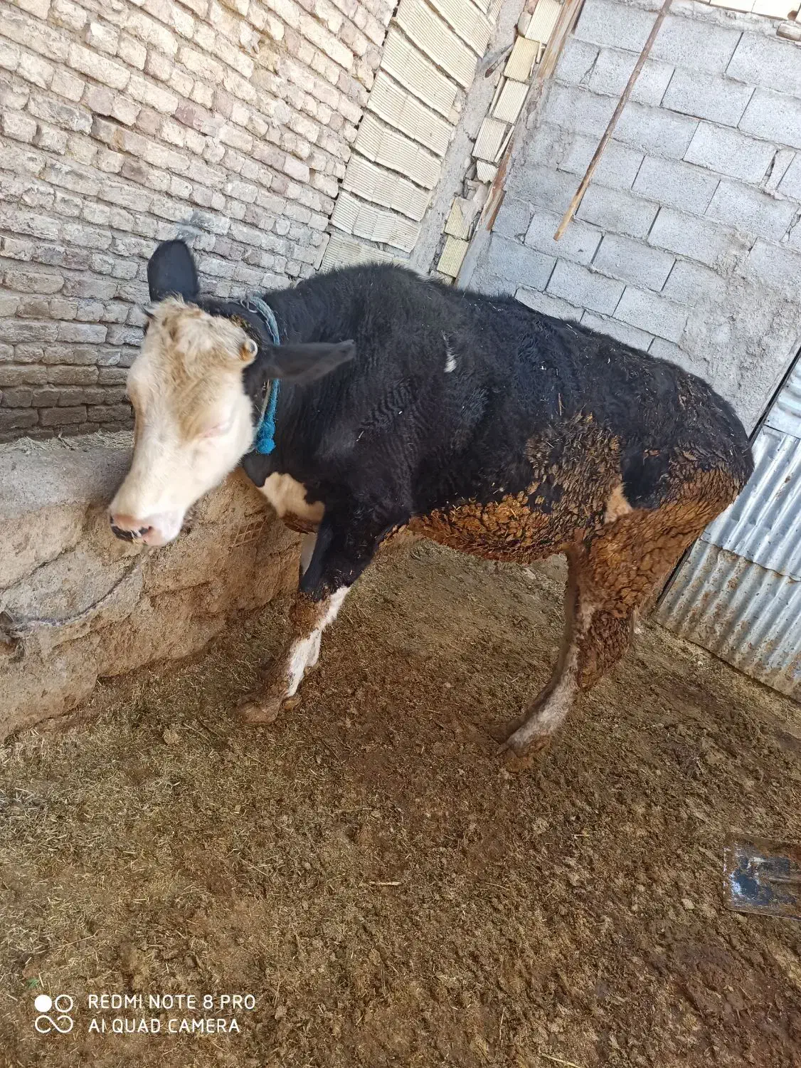 گاو|حیوانات مزرعه|لنجان, |دیوار