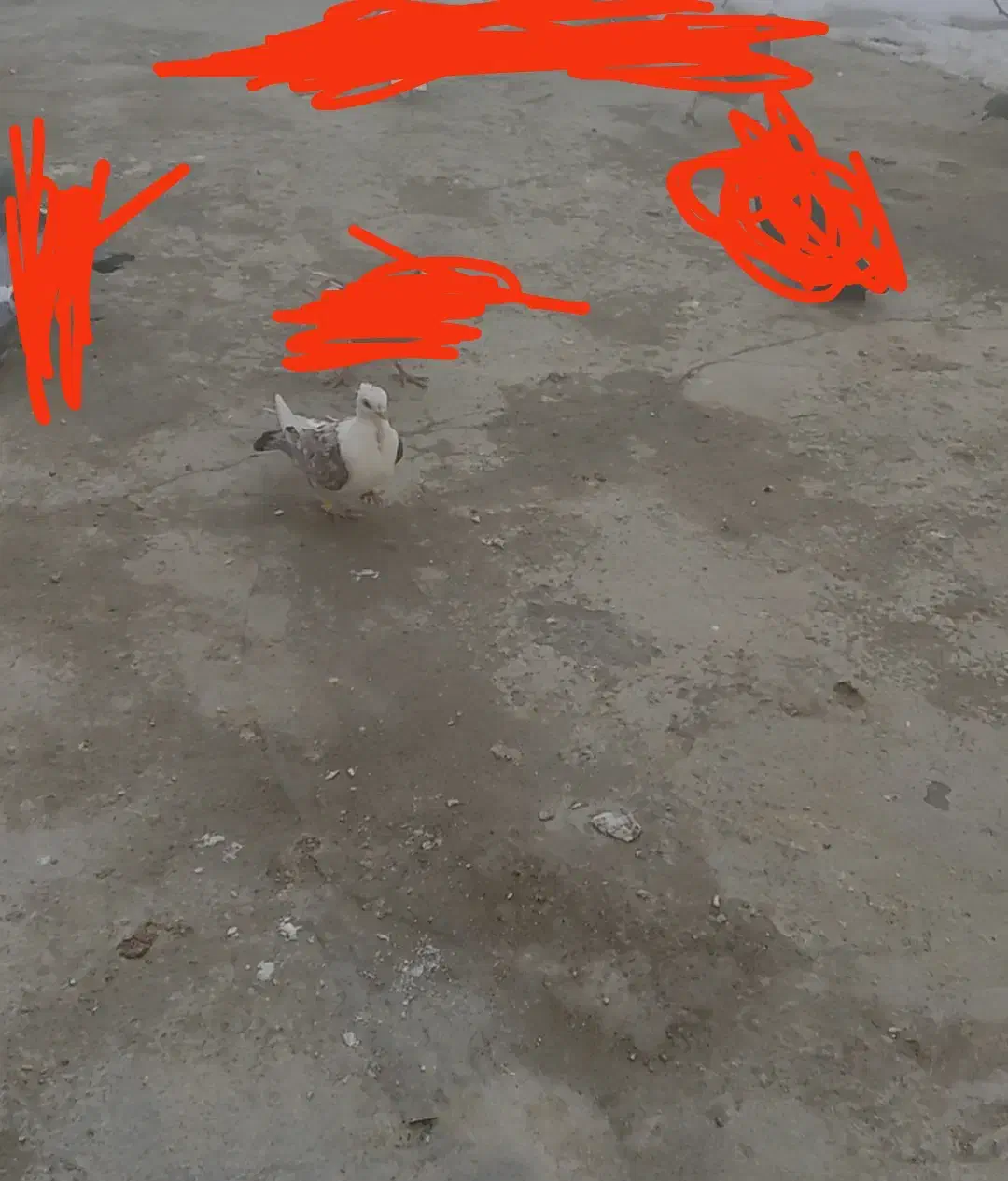 ساتن فری|پرنده|چناران, |دیوار