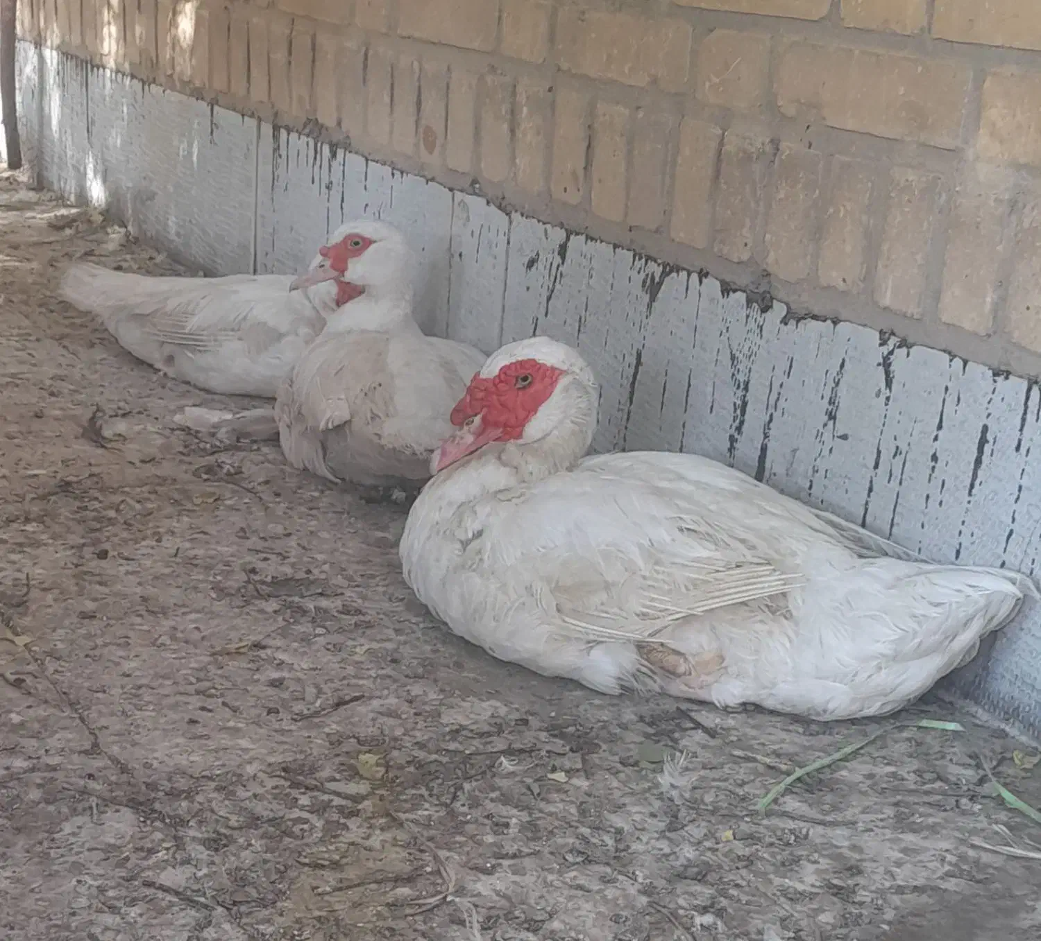 اردک روسی|حیوانات مزرعه|خرمشهر, |دیوار