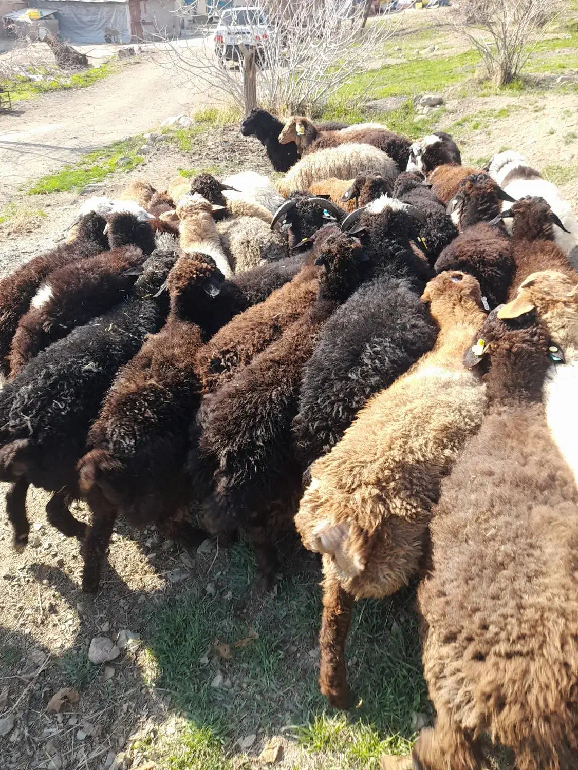 دام در تهران توحید وستارخان انقلاب زنده|حیوانات مزرعه|تهران, توحید|دیوار