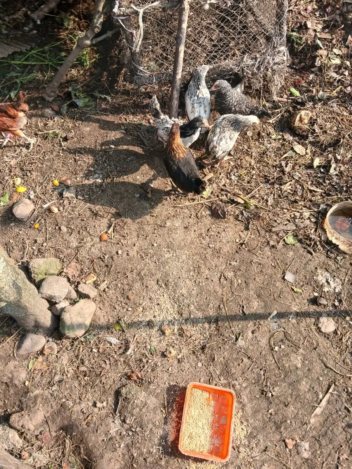 جوجه|حیوانات مزرعه|اسالم, |دیوار