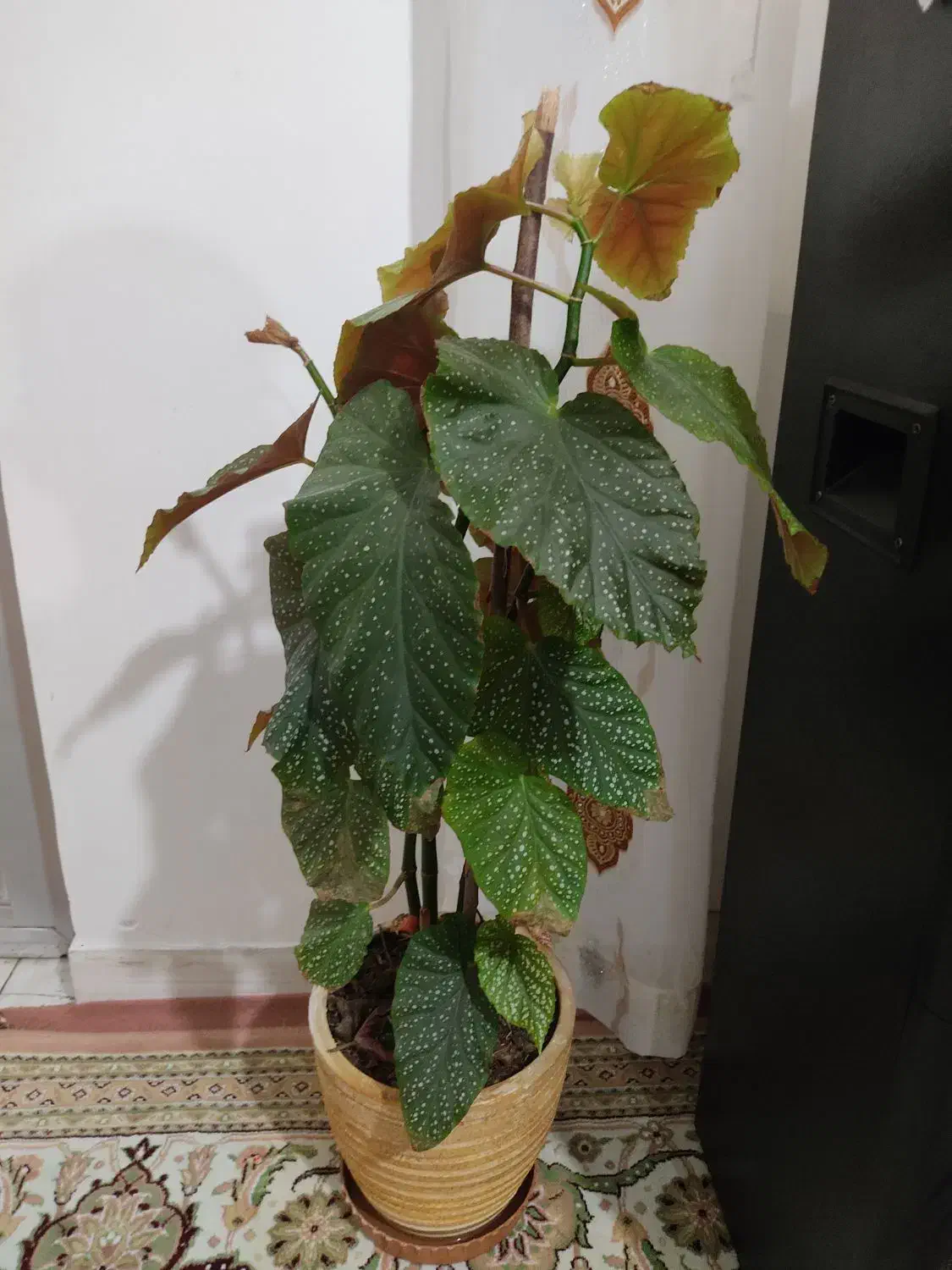 گل عربی|گل و گیاه طبیعی|اردبیل, |دیوار