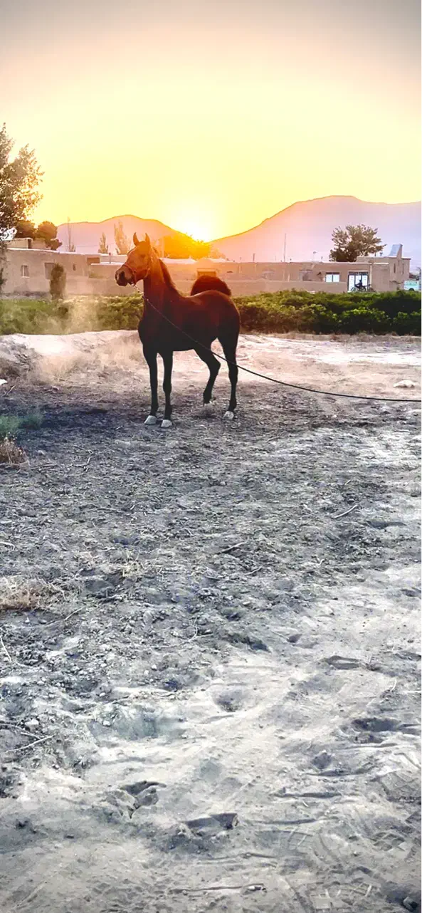 فروش مادیان۴ساله|اسب و تجهیزات اسب‌سواری|کاشان, صفی آباد|دیوار