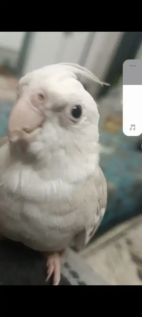 عروس هلندی ۳ماه جوجه هنوز گمشده|پرنده|فولادشهر, مسکن مهر فولادشهر|دیوار