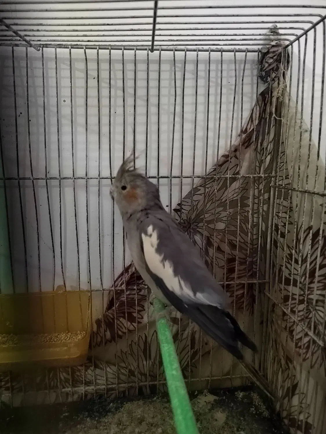 عروس هلندی جفت|پرنده|مشهد, یاس|دیوار