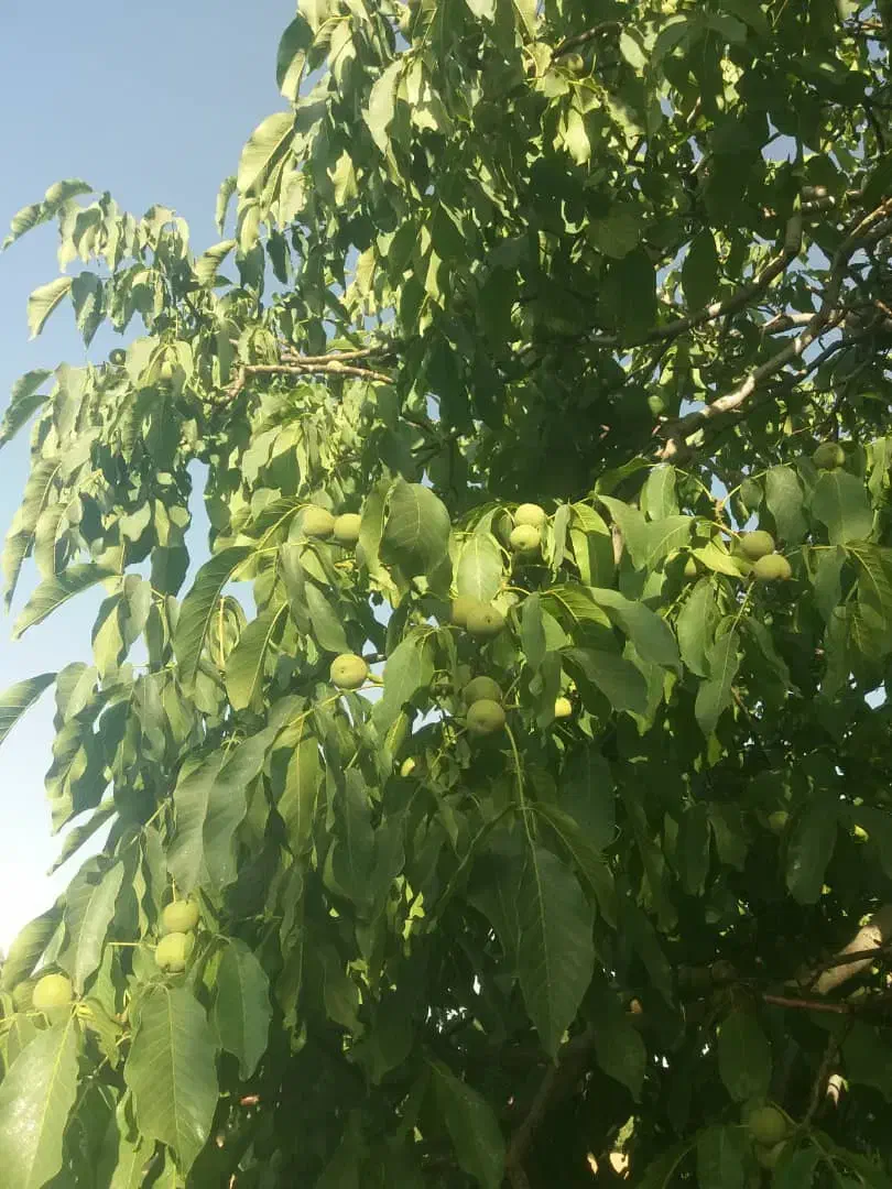 فروش نهال بذری گردو با ارزان ترین قیمت|خدمات باغبانی و درختکاری|سامان, |دیوار