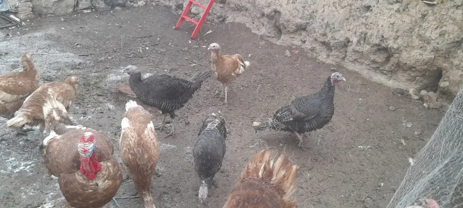 بوقلمون|حیوانات مزرعه|مشگین شهر, |دیوار