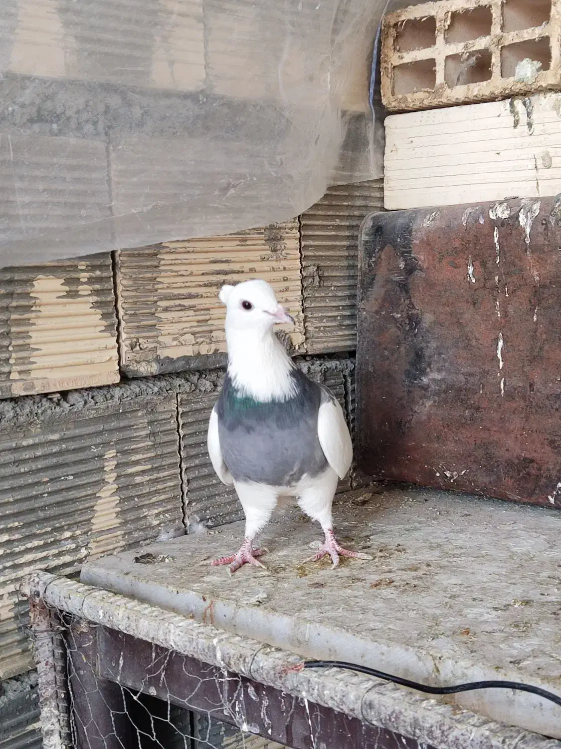 کبوتر طوقی|حیوانات|اصفهان, ملکشهر|دیوار
