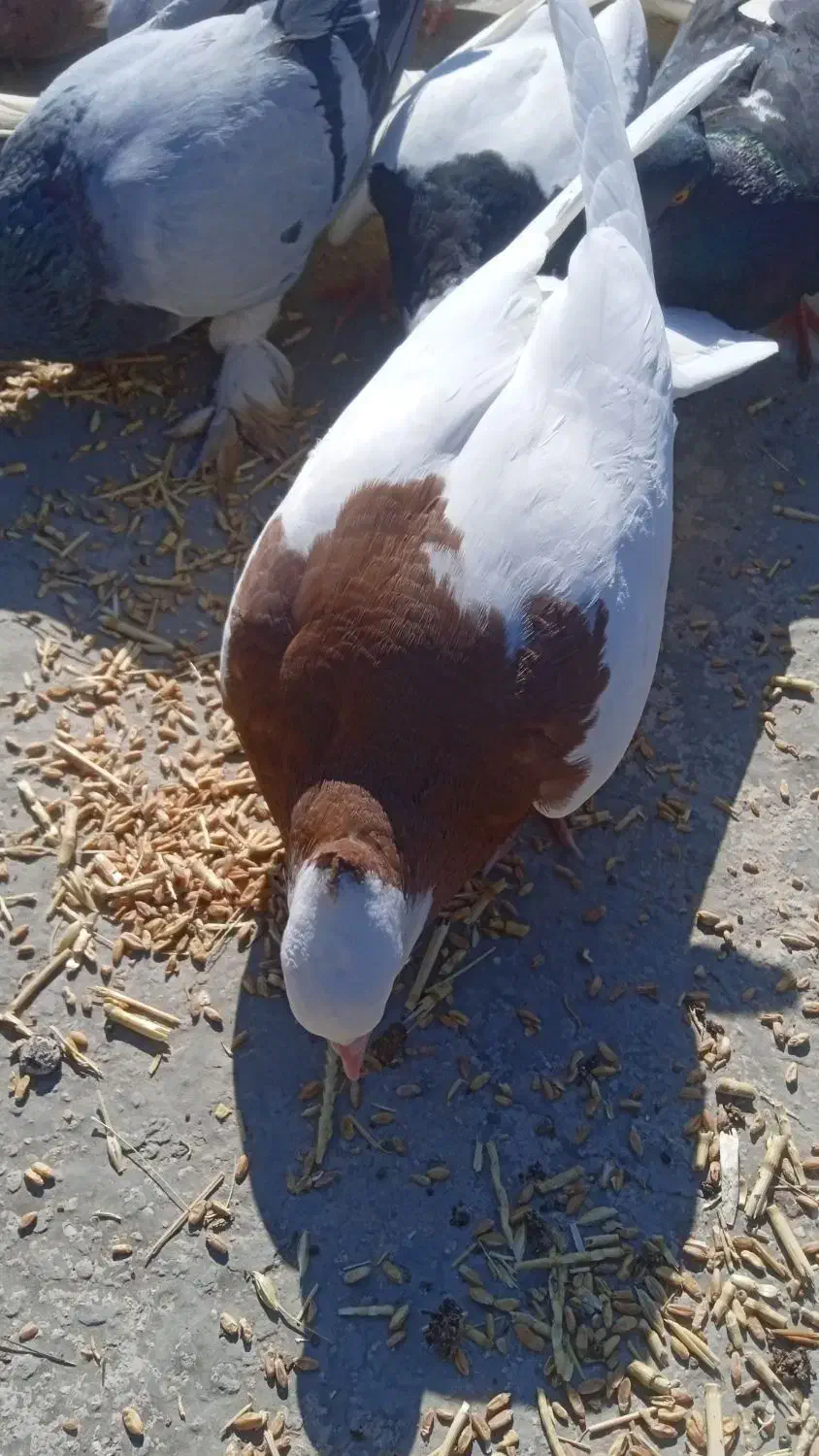 کبوتر|پرنده|دهدشت, |دیوار