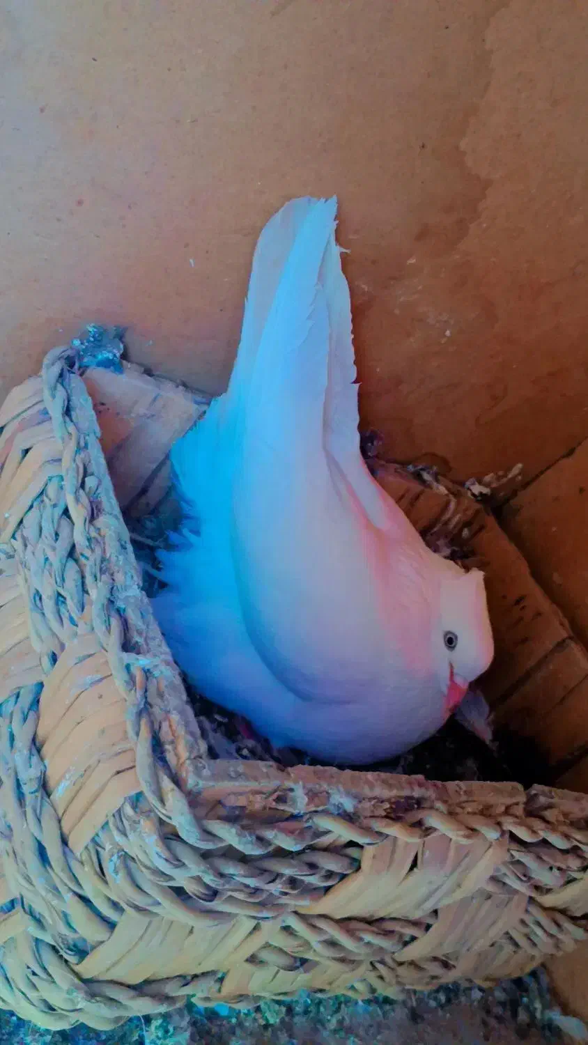 سفید چشم سفید|پرنده|بم, |دیوار