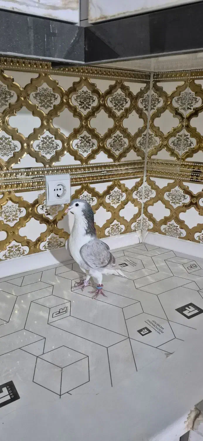 کبوتر بدرنگ .دمگیر|پرنده|شاهین‌شهر, گزبرخوار|دیوار