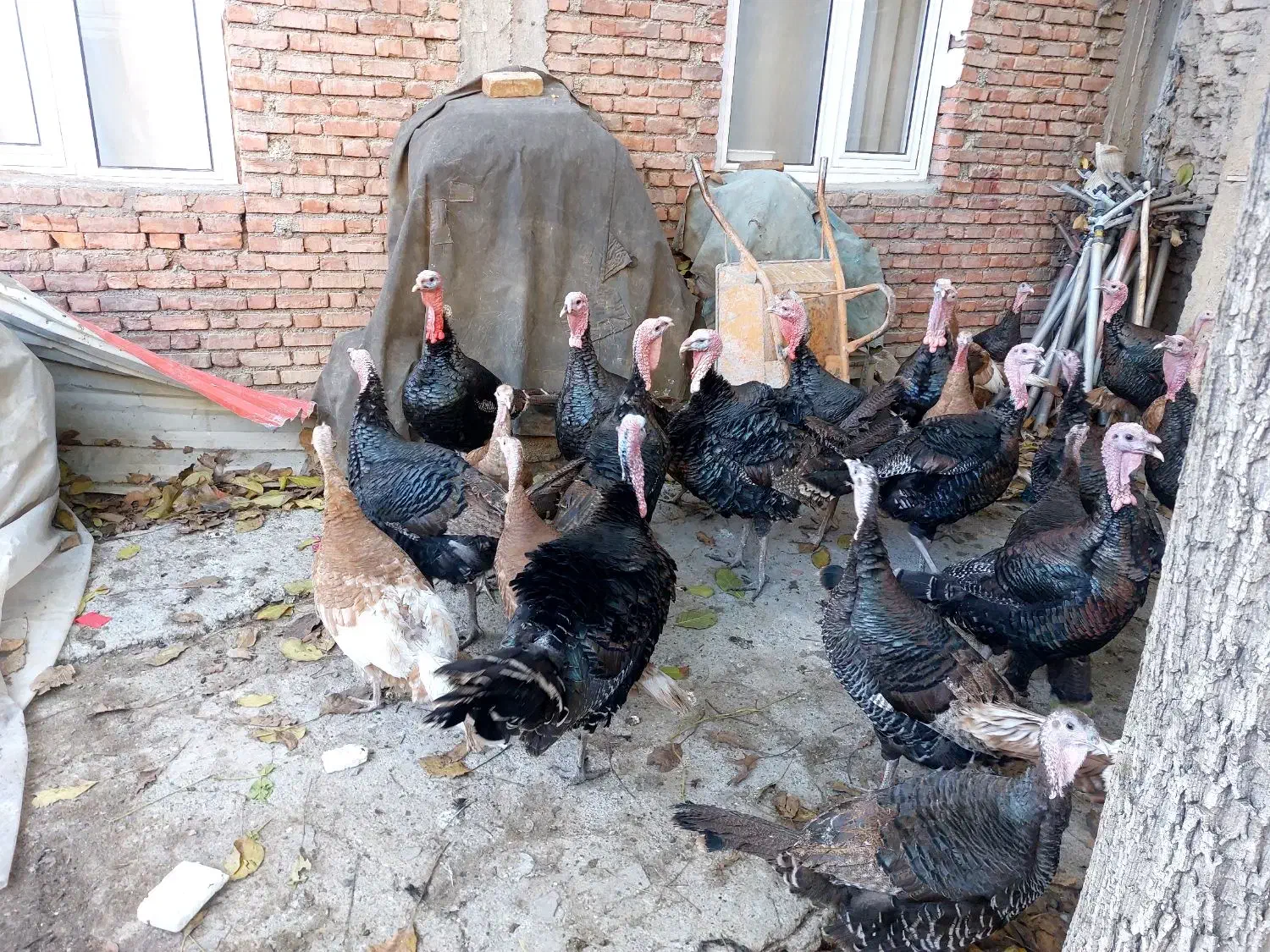 قلی محلی|حیوانات مزرعه|سقز, |دیوار