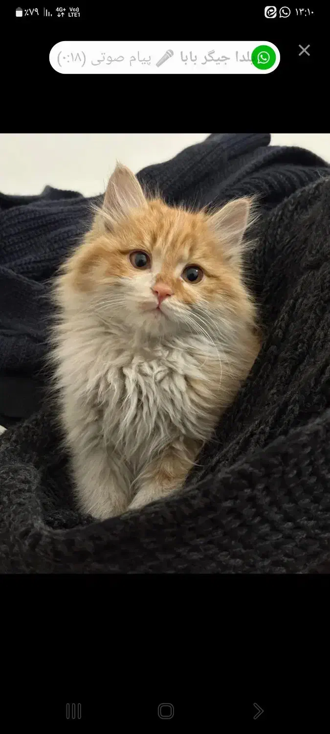 گربه خونگی|گربه|شهریار, شهرک وائین|دیوار