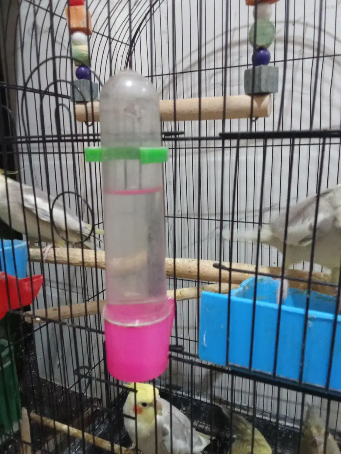 عروس|پرنده|گرگان, |دیوار