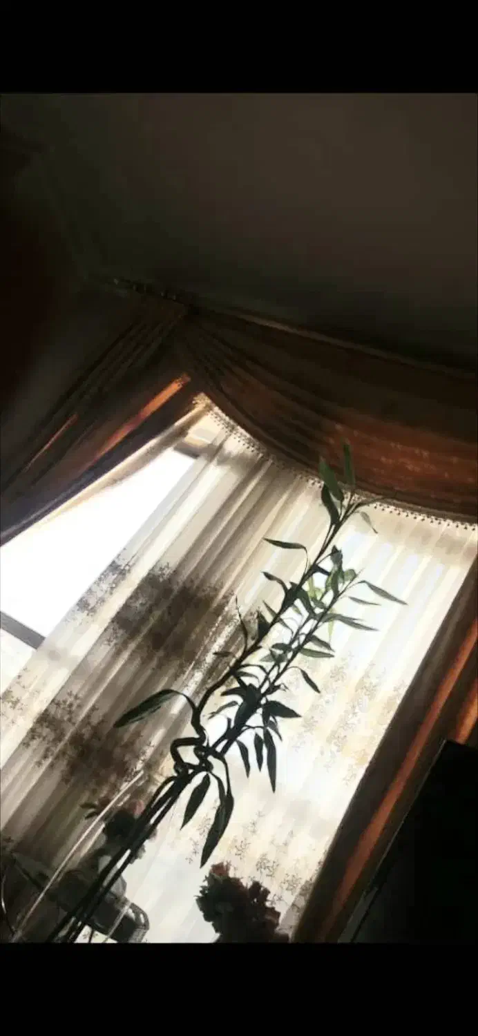 بامبو|گل و گیاه طبیعی|اصفهان, پارک مشتاق|دیوار