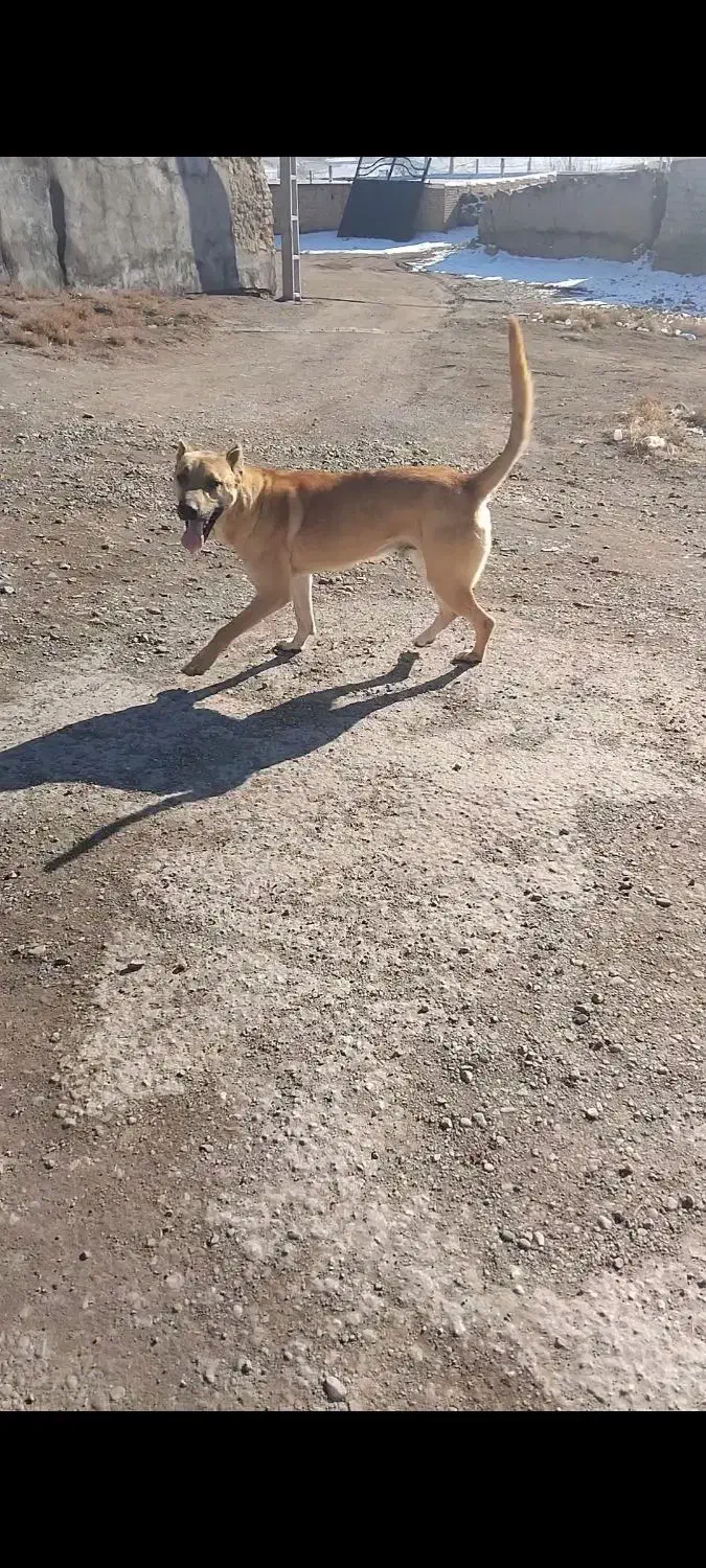 سگ سرابی ۲ساله|سگ|هشترود, |دیوار