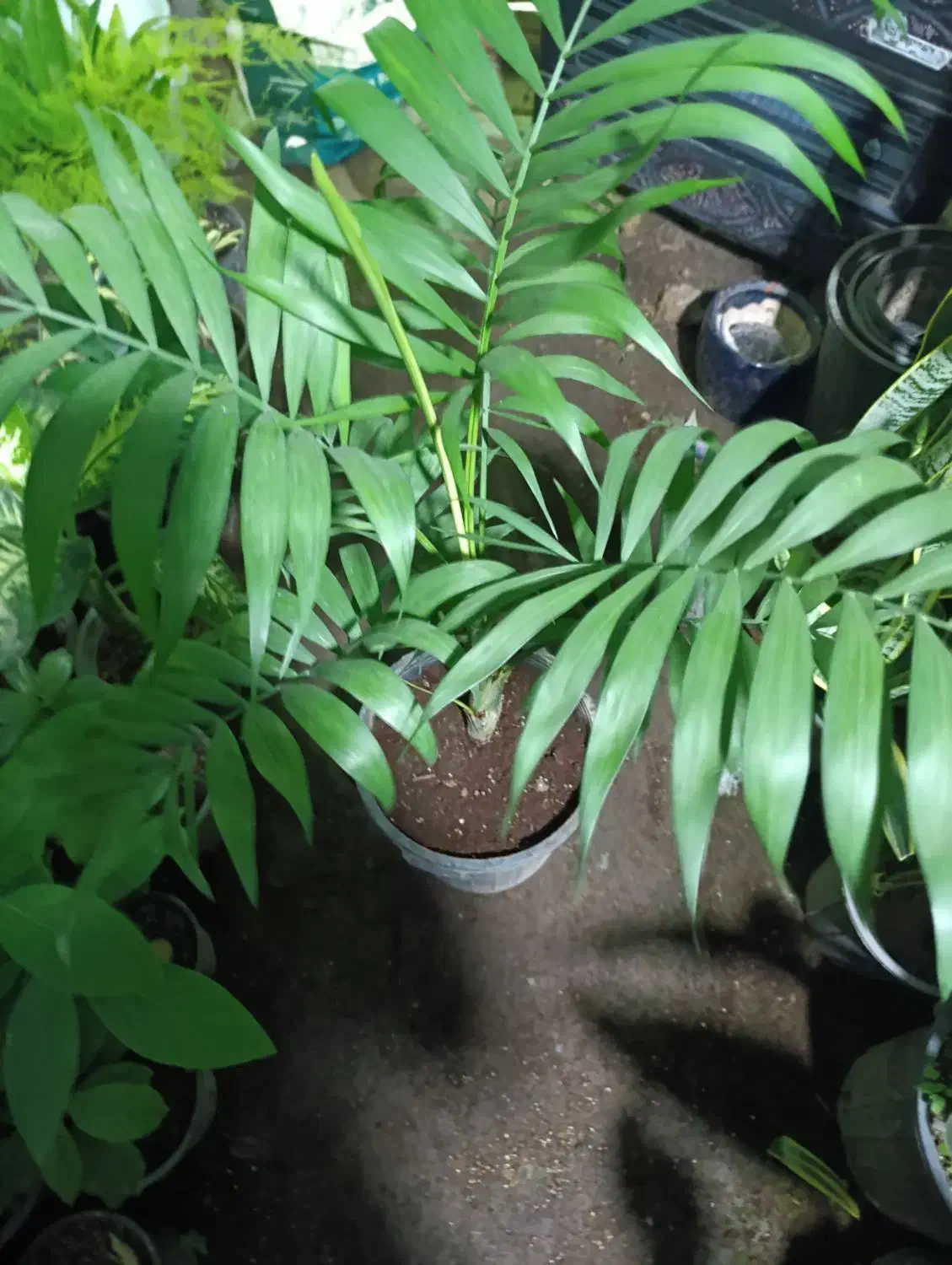 گل طبیعی|گل و گیاه طبیعی|لاهیجان, لیل|دیوار