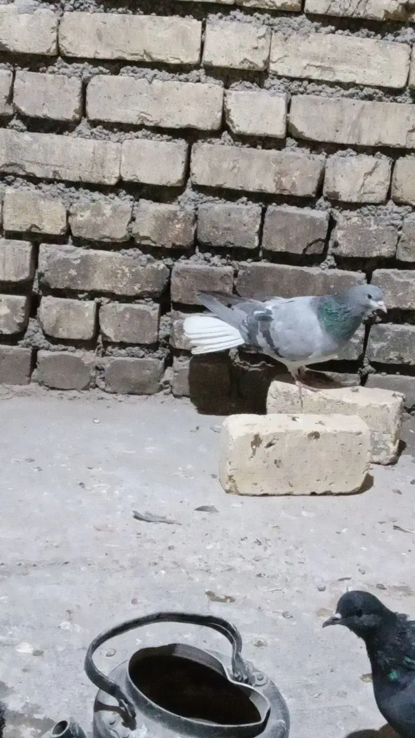 دمگیر|پرنده|اصفهان, دارک|دیوار