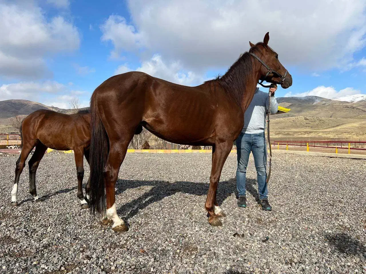 مادیان یک سر خارجی|اسب و تجهیزات اسبسواری|زنجان, |دیوار