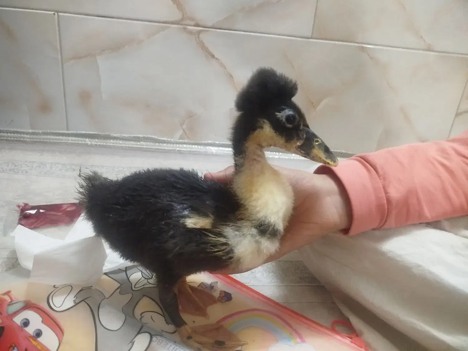 اردک طبیعی کاکلی|حیوانات مزرعه|اسلام‌شهر, شهرک محمدیه|دیوار