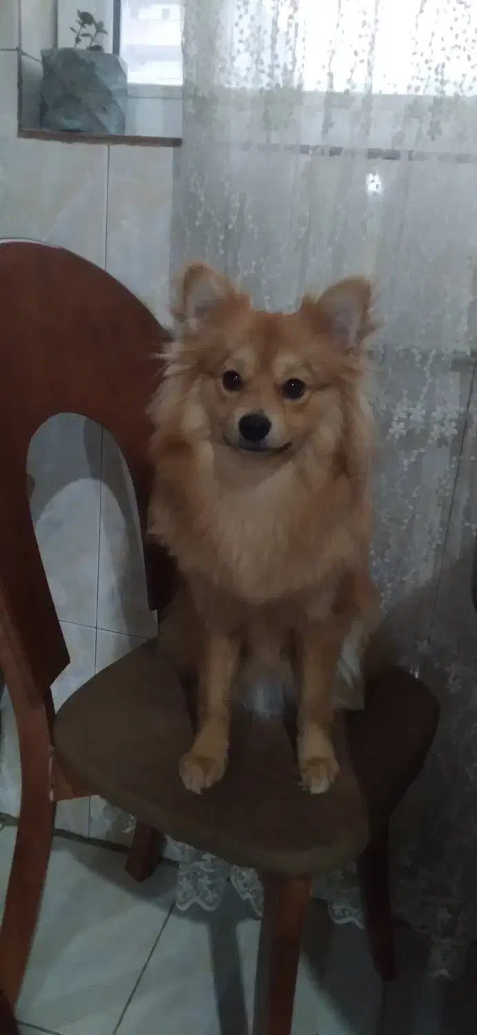 گمشده|سگ|کرج, فاز ۴ مهرشهر|دیوار