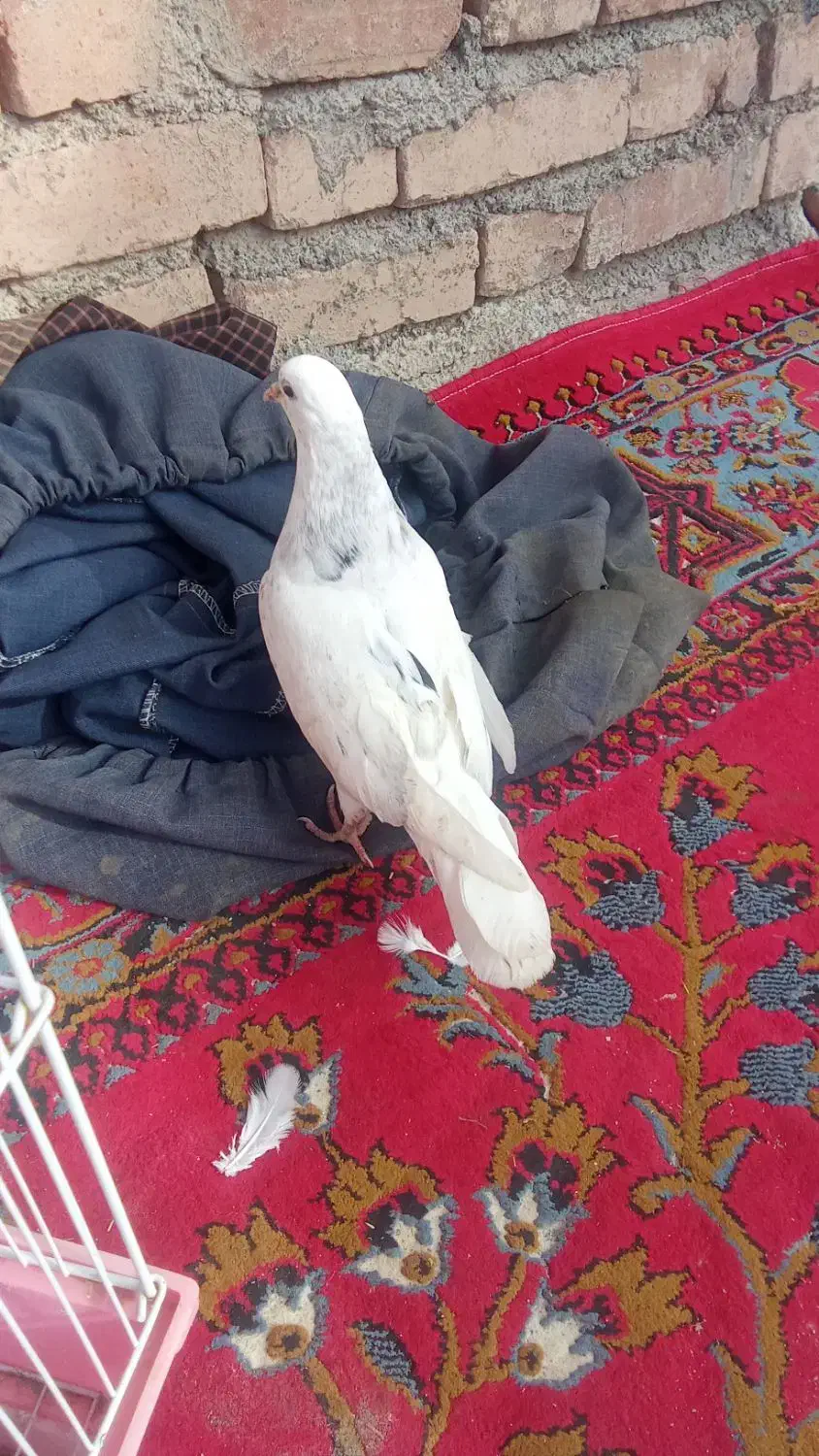 کبوتر|پرنده|دهگلان, |دیوار