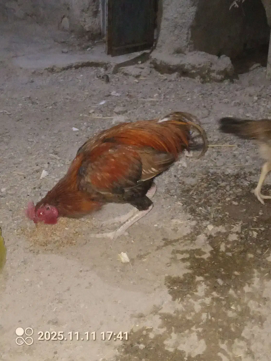 مرغ فروش فوری|حیوانات مزرعه|ایرانشهر, |دیوار