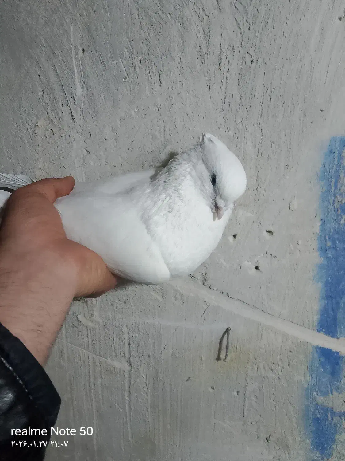 سفید|پرنده|میاندوآب, |دیوار