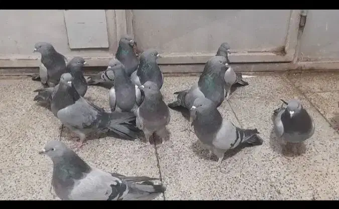 کبوتر سبز شمرونی|پرنده|مشکین‌دشت, |دیوار