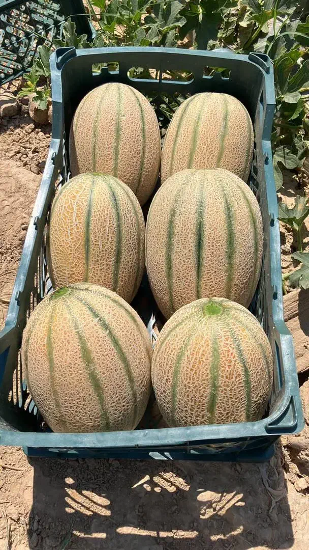 قبول انواع سفارش میوه وتره بار|خدمات پذیرایی، مراسم|کرمان, |دیوار