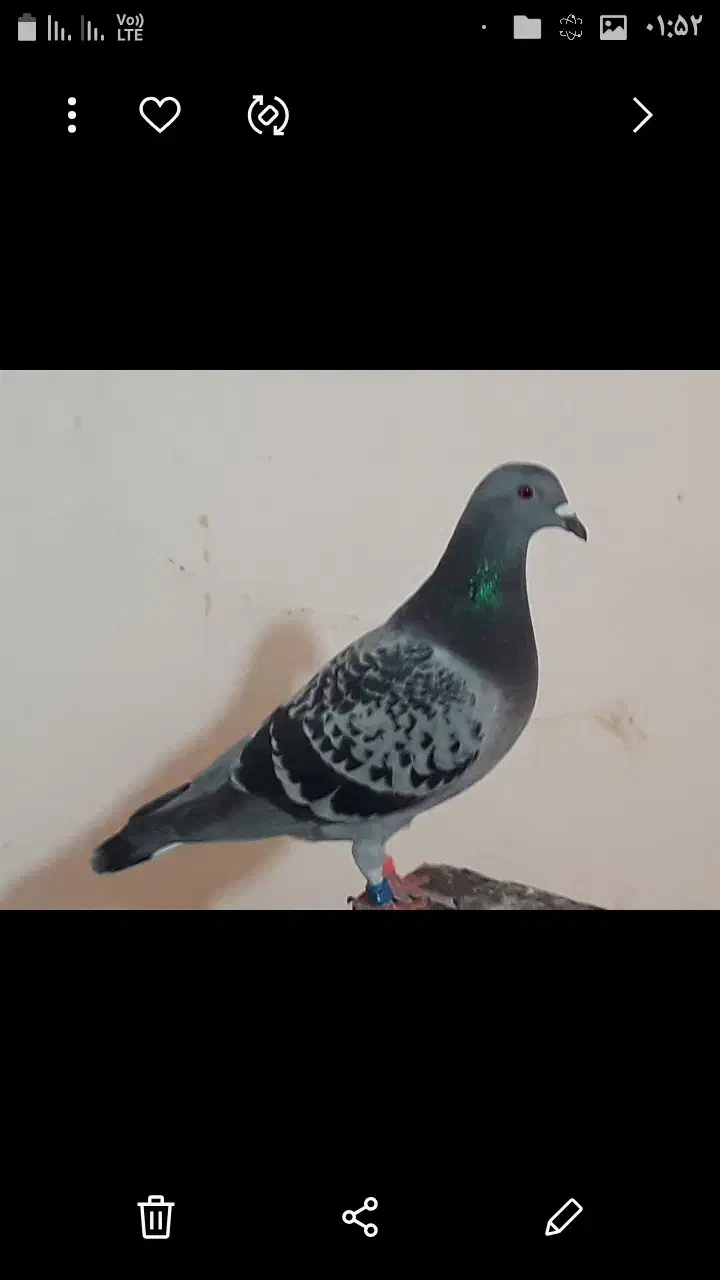 کبوتر پلاکی|پرنده|بندر امام خمینی, |دیوار