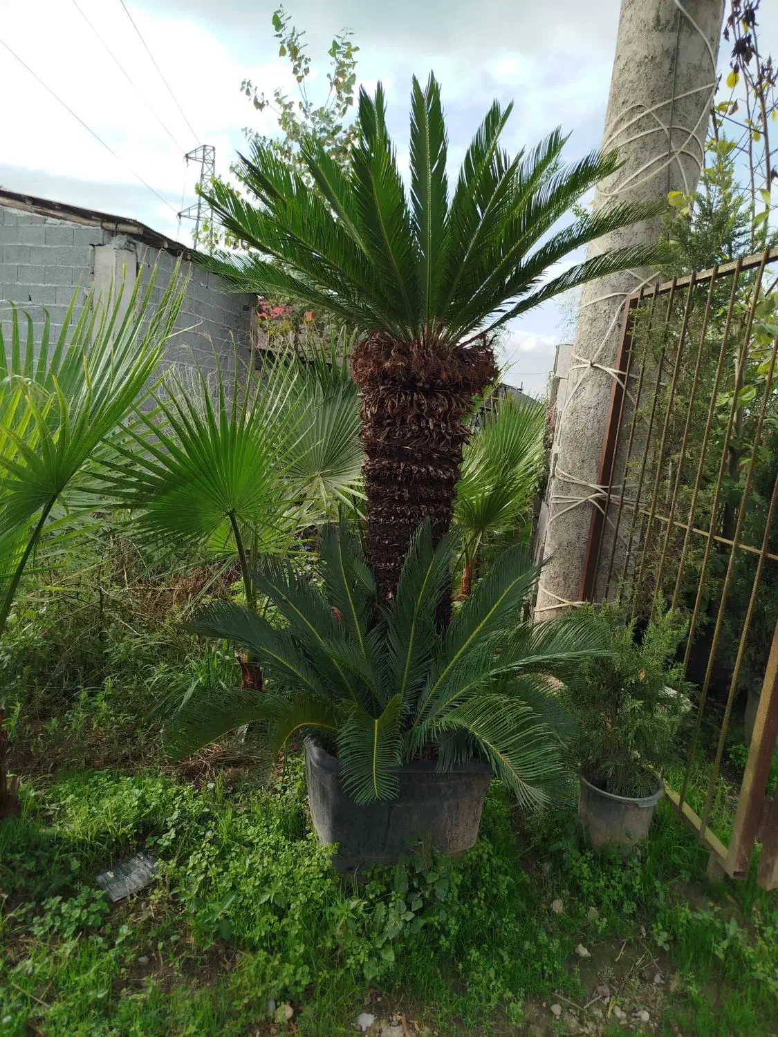 گل سیکاس ریشه کاملا پرس|گل و گیاه طبیعی|خمام, |دیوار