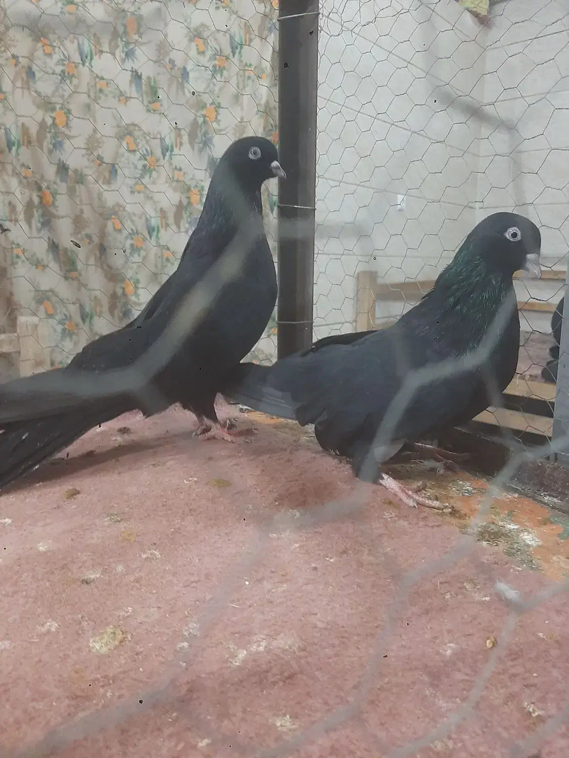 اگهی فروشی یک جفت کبوتر زینتی|پرنده|ایواوغلی, |دیوار