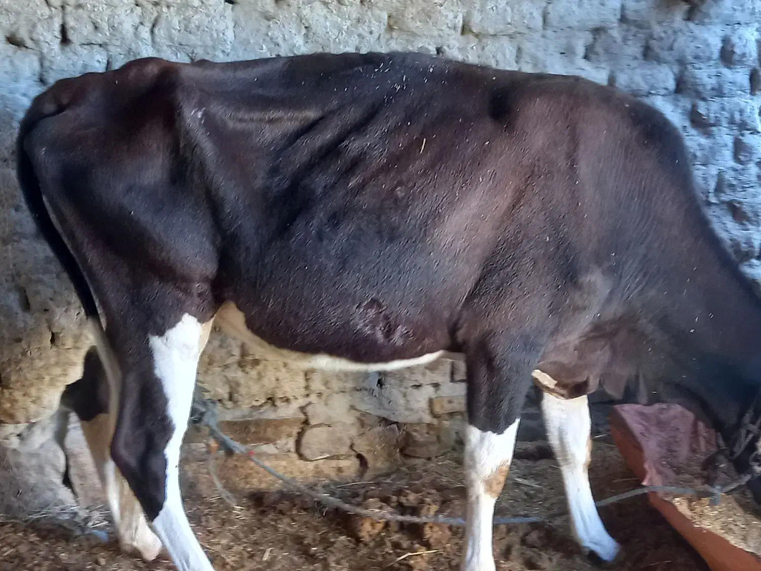 گاوشیری|حیوانات مزرعه|هیدوچ, |دیوار