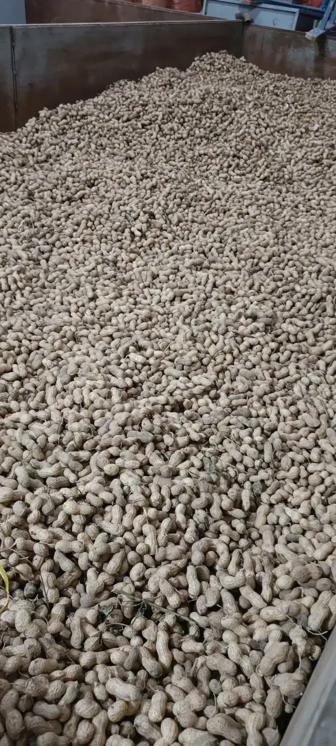 خشک کن و بوجاری و تفت.تخمه آفتاب گردان|خدمات باغبانی و درختکاری|کرمانشاه, |دیوار