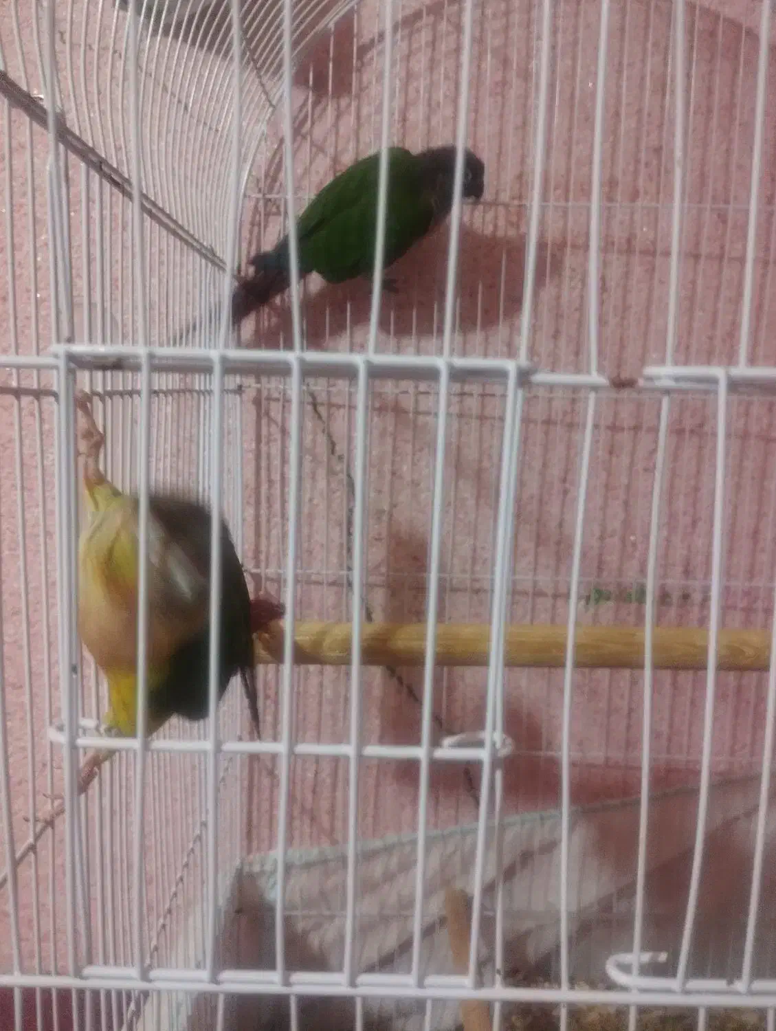 کاملان سالم ورام|پرنده|اردکان, |دیوار