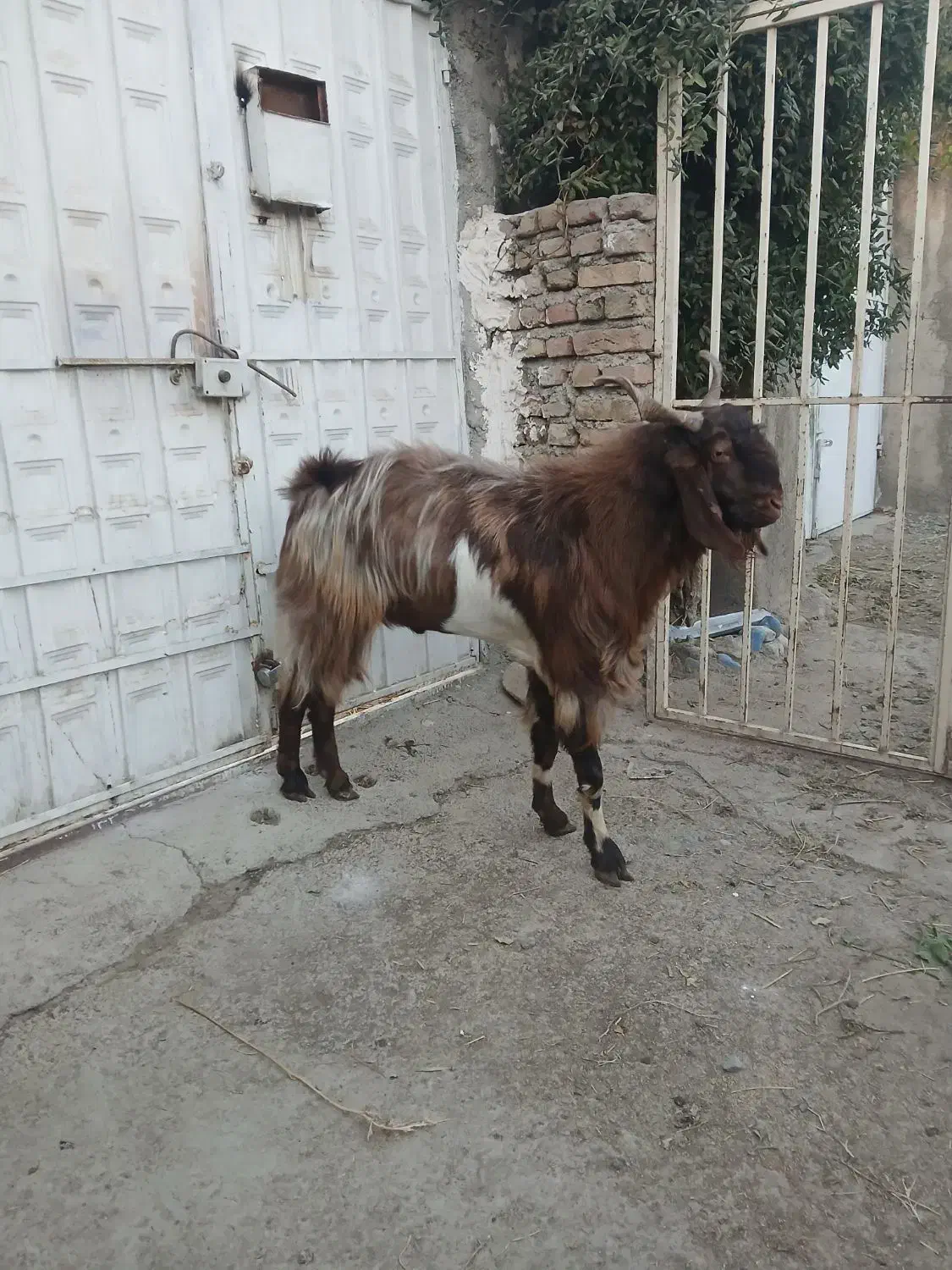 نربز پاکستانی|حیوانات مزرعه|مشکین‌دشت, |دیوار