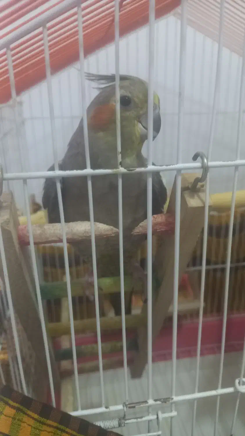 عروس هلندی سخن گو|پرنده|سنندج, |دیوار