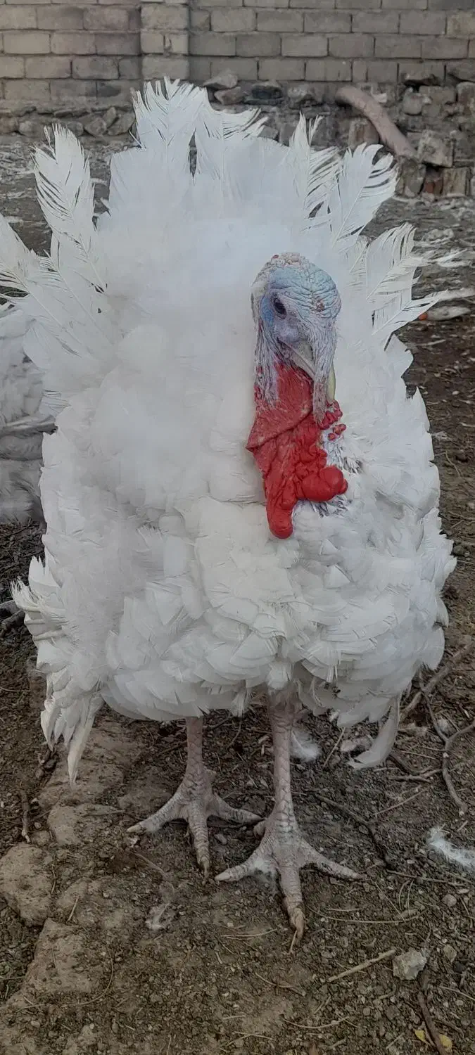 بوقلمون بیوتی (سفید)|حیوانات مزرعه|بانه, |دیوار