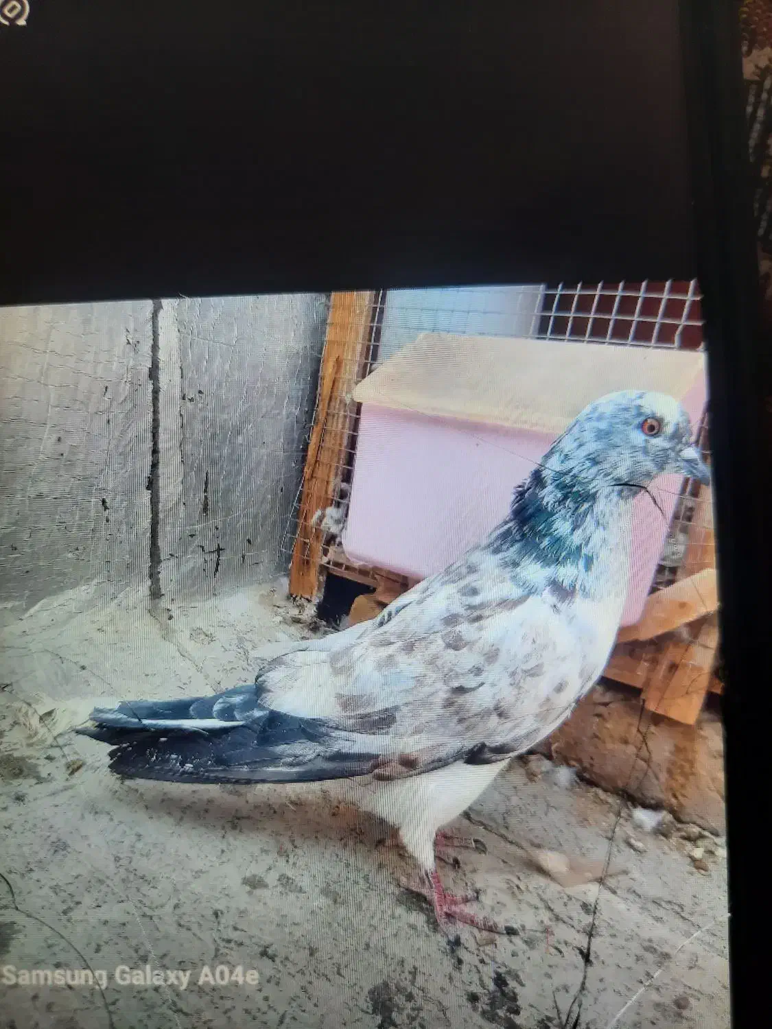 ۷ عدد کبوتر پرشی گرفتنی|پرنده|سمنان, |دیوار