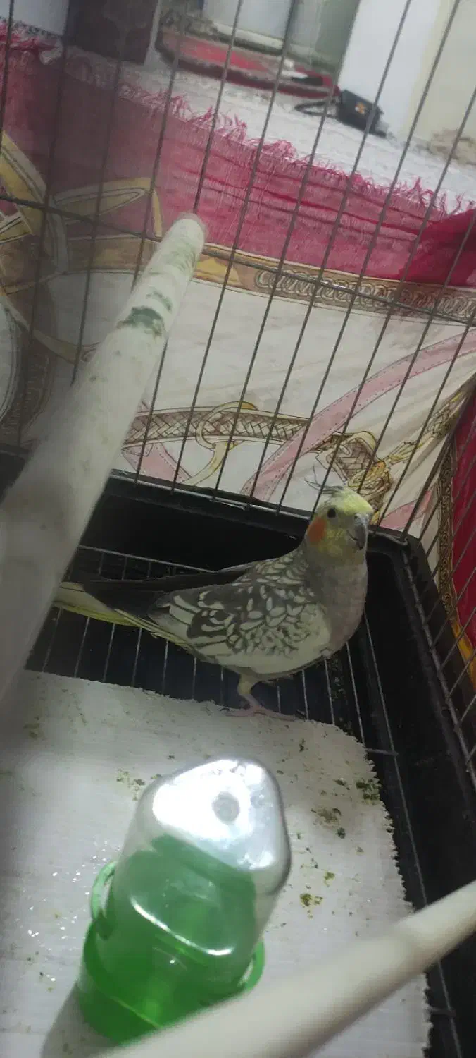 عروس هلندی گلباقالی|پرنده|بهارستان, |دیوار