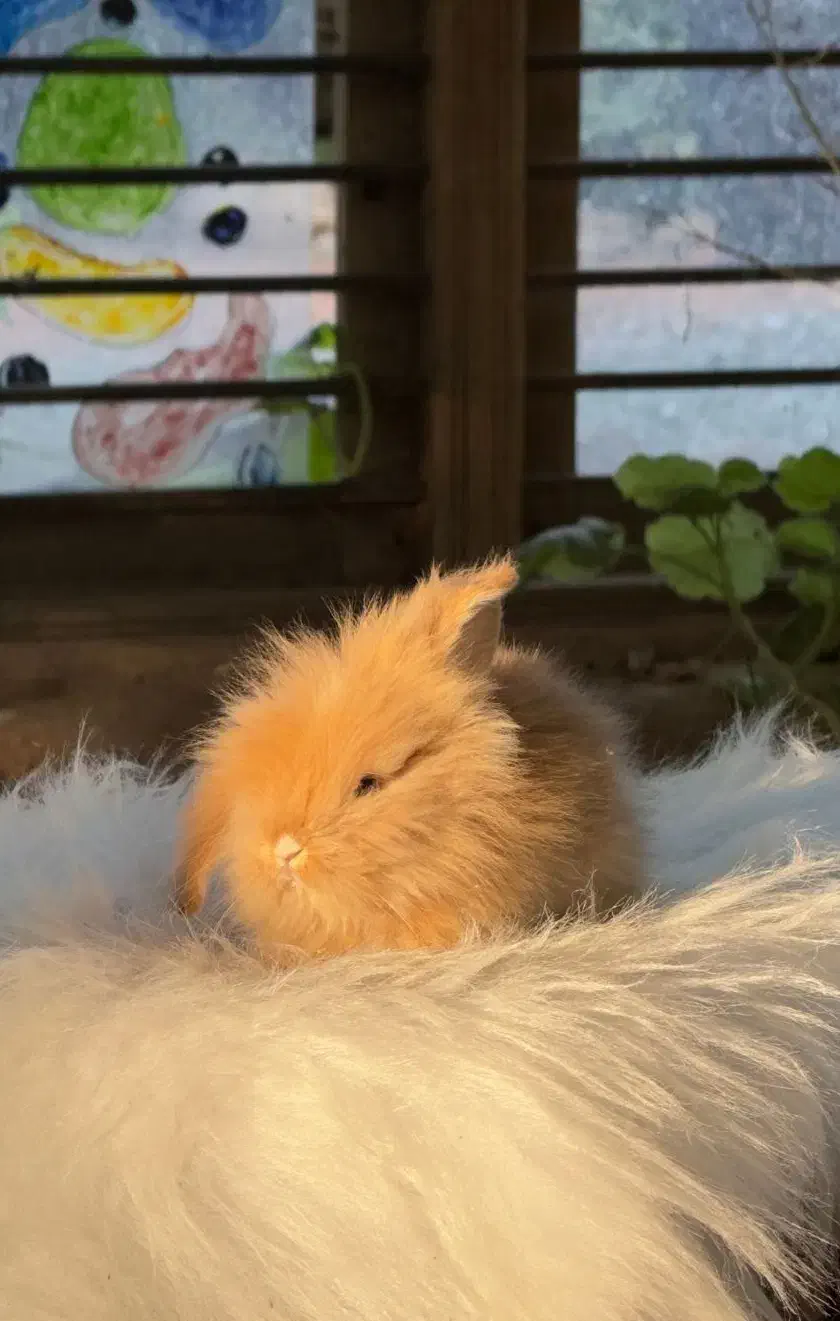 خرگوش مینی لوپ عروسکی / بانی پت|موش و خرگوش|شیراز, فرهنگ شهر|دیوار