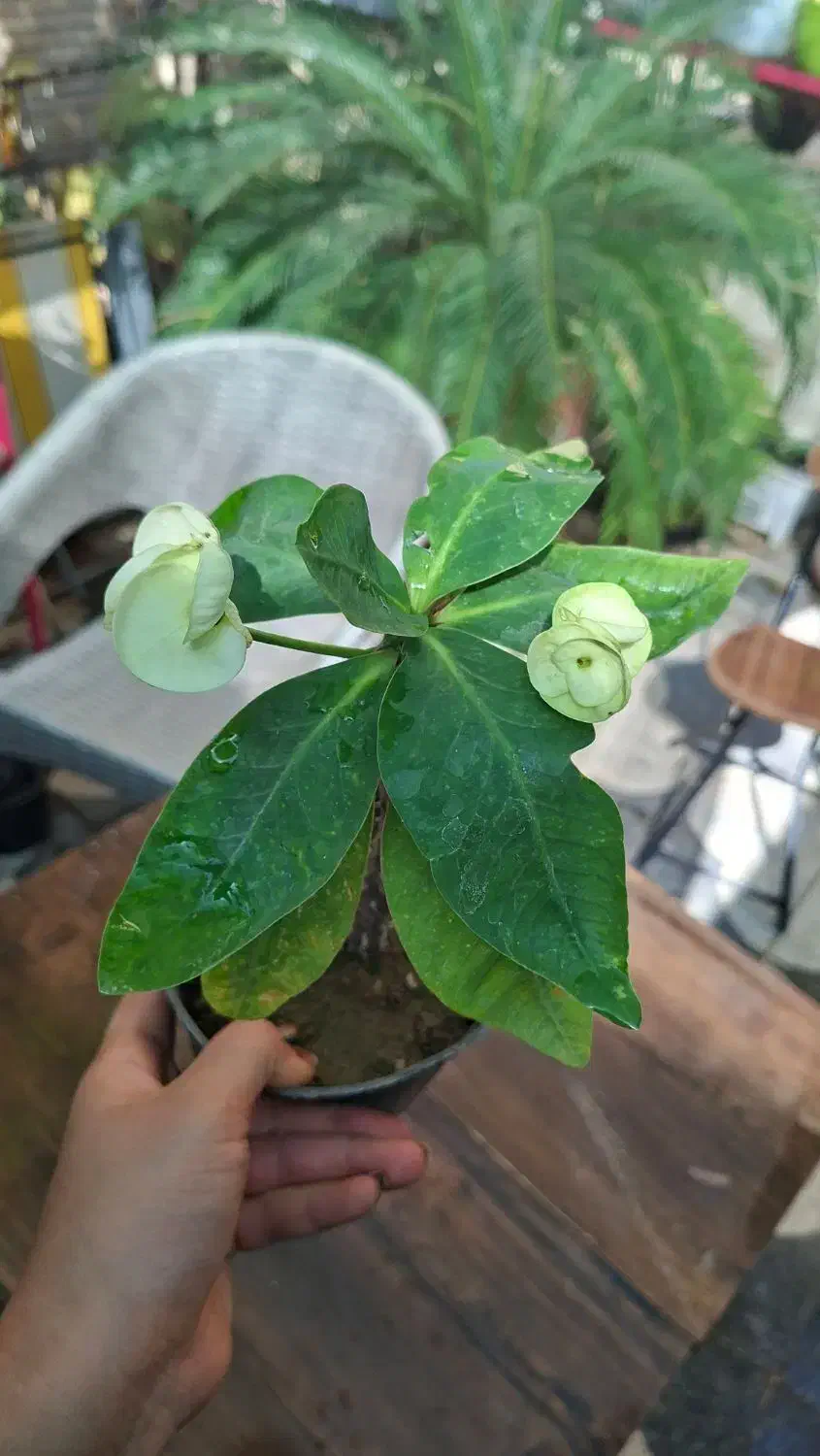 بابا آدم بلک|گل و گیاه طبیعی|شیراز, شیخ روزبهان|دیوار