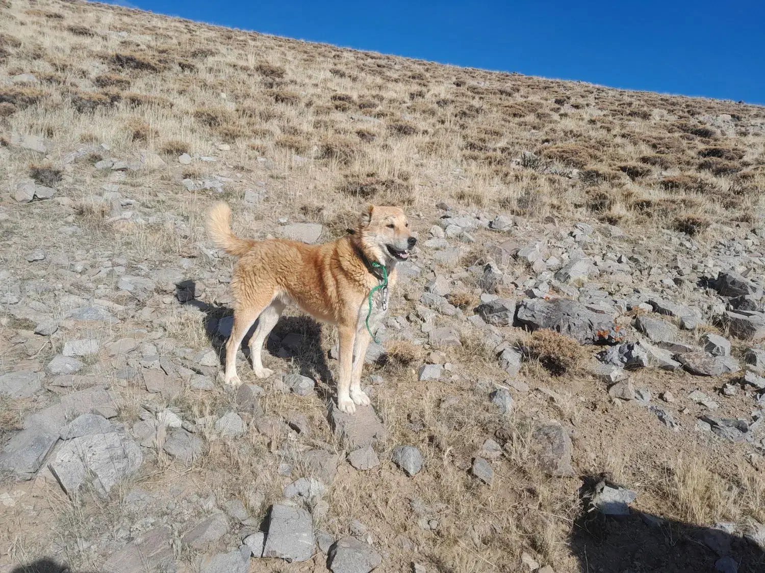 واگذاری سگ|سگ|بستان آباد, |دیوار