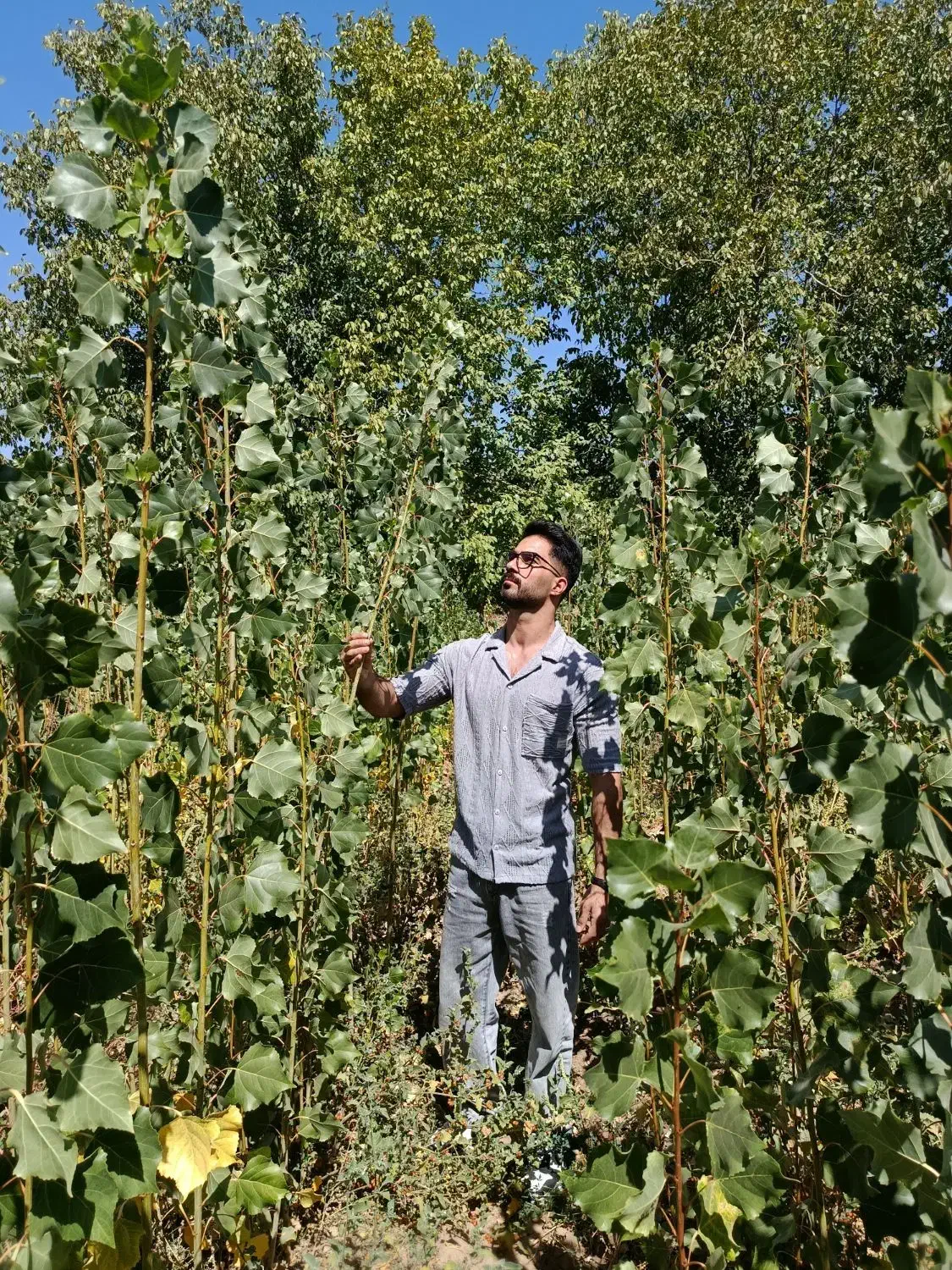 نهال یک ساله صنوبر نیگرا|گل و گیاه طبیعی|الشتر, |دیوار