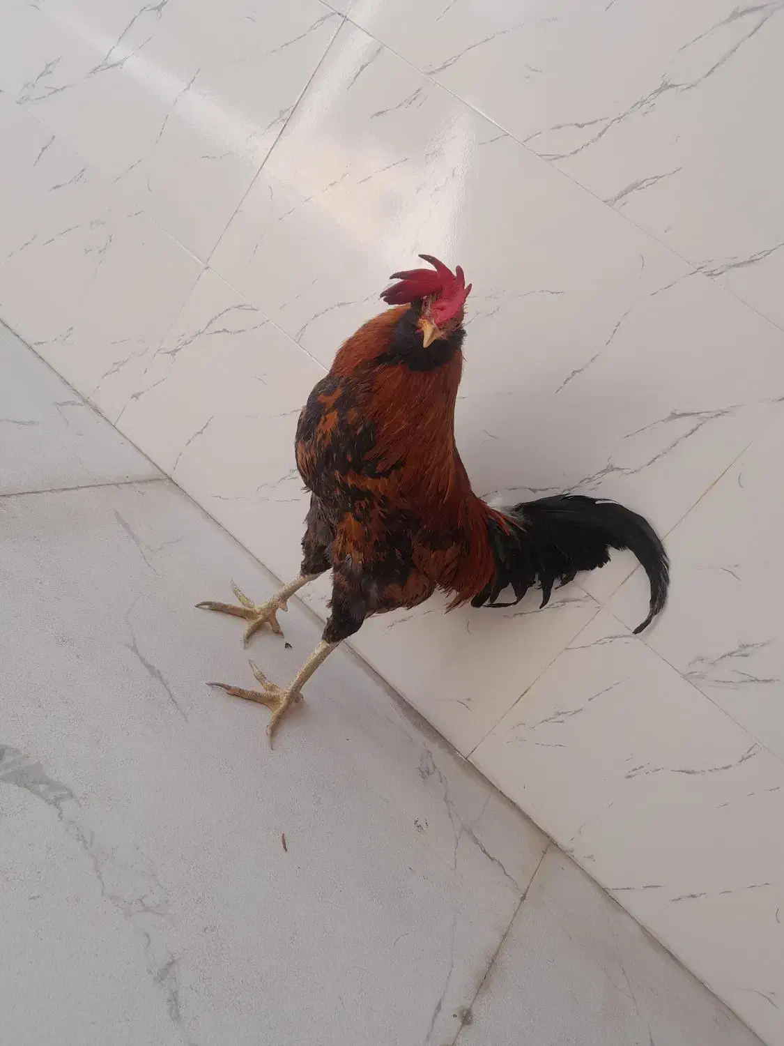 خروس محلی|حیوانات مزرعه|جم, |دیوار